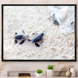 Baby Green Turtles on Sand - Animal Wall Art Print