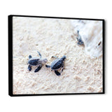 Baby Green Turtles on Sand - Animal Wall Art Print