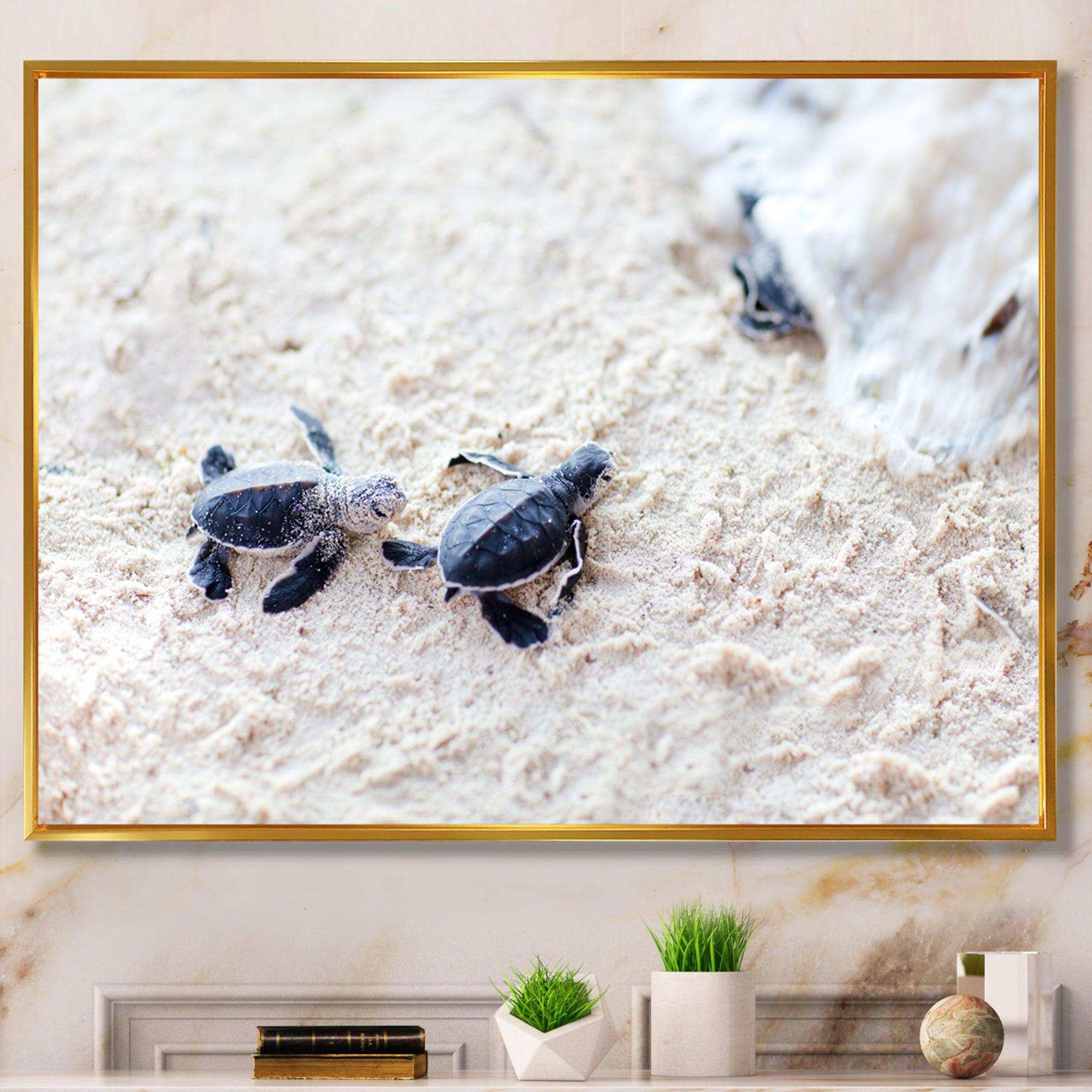 Baby Green Turtles on Sand - Animal Wall Art Print
