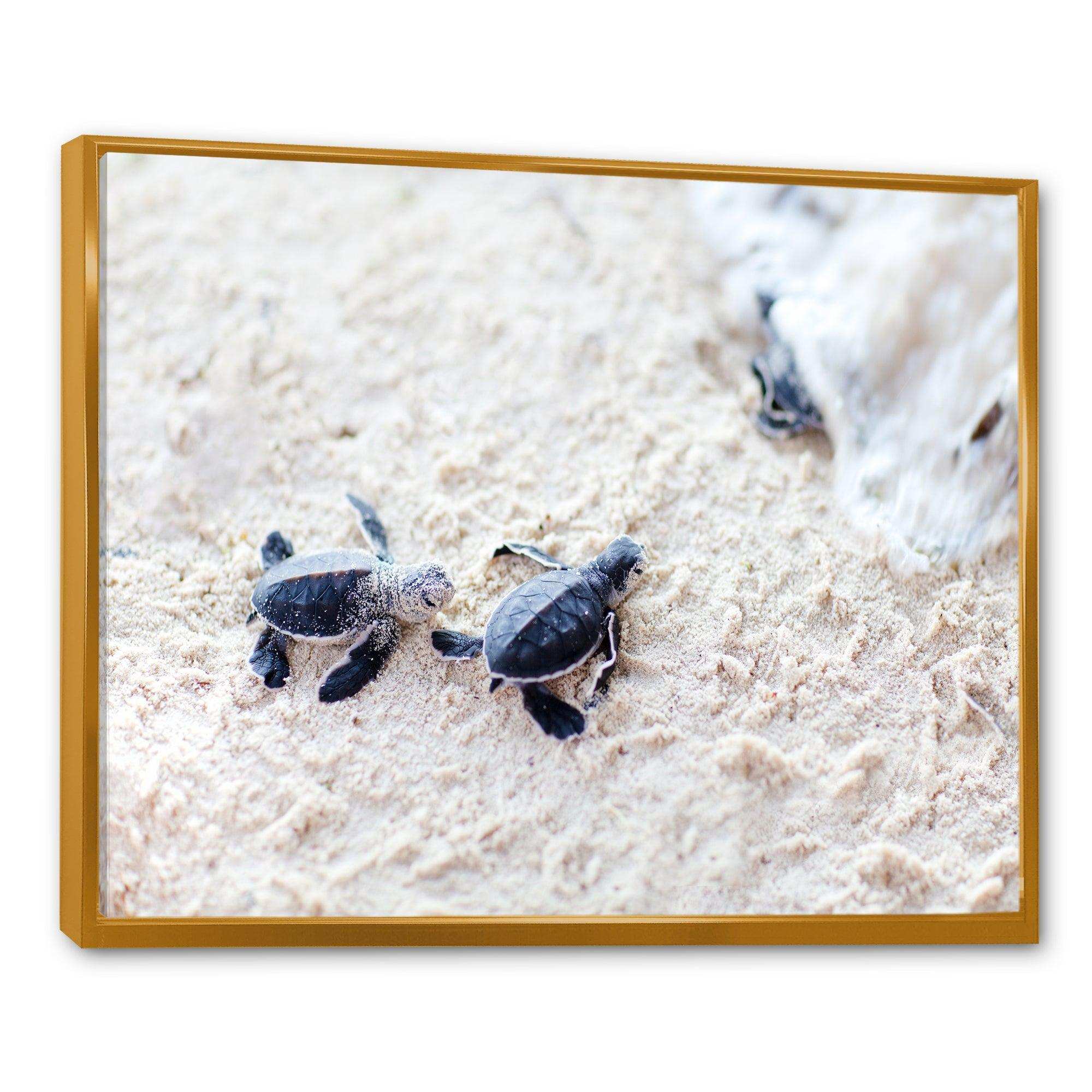 Baby Green Turtles on Sand - Animal Wall Art Print