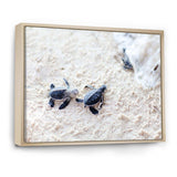Baby Green Turtles on Sand - Animal Wall Art Print