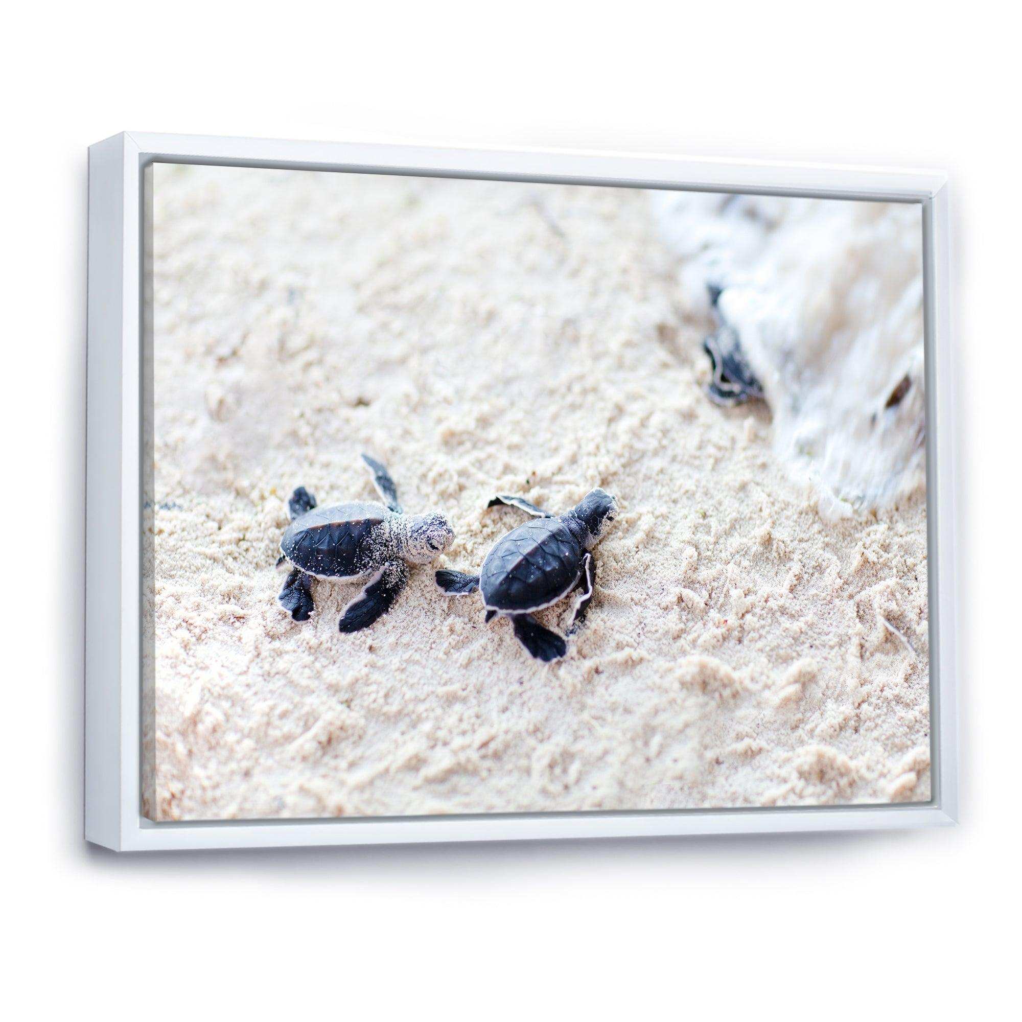 Baby Green Turtles on Sand - Animal Wall Art Print