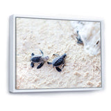 Baby Green Turtles on Sand - Animal Wall Art Print