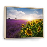 Lavender and Sunflower Fields