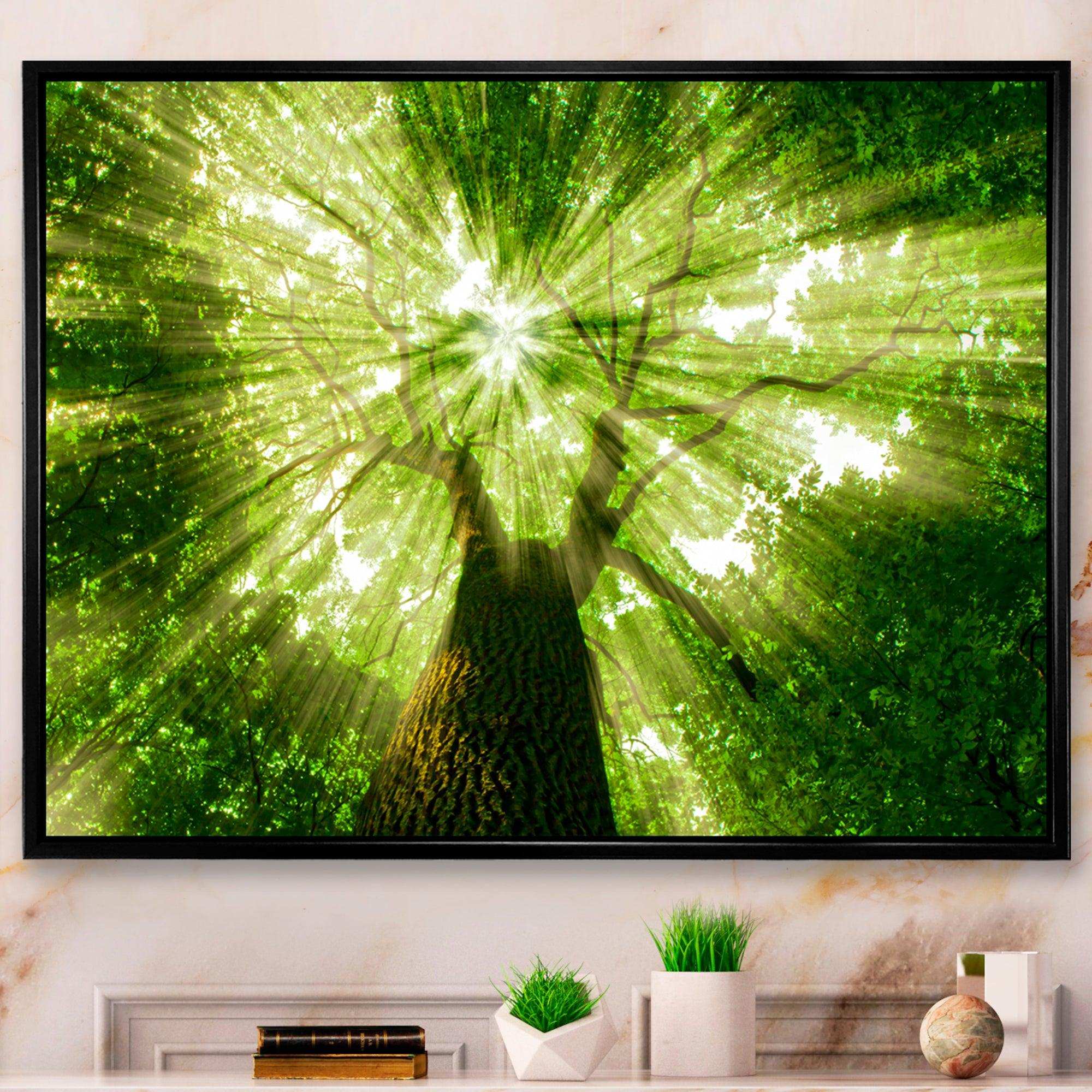 Sunlight Peeking through Green Tree