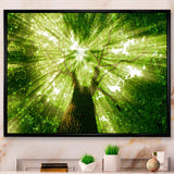 Sunlight Peeking through Green Tree