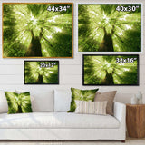 Sunlight Peeking through Green Tree