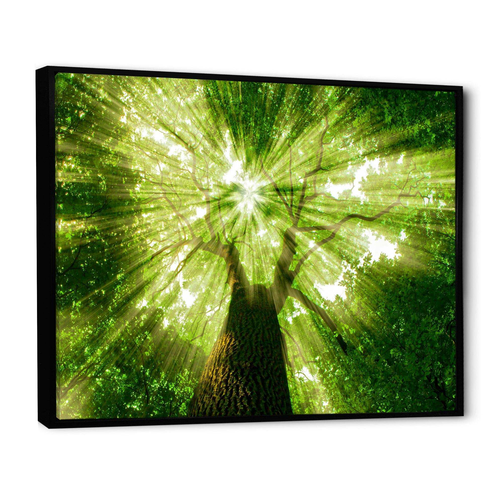 Sunlight Peeking through Green Tree