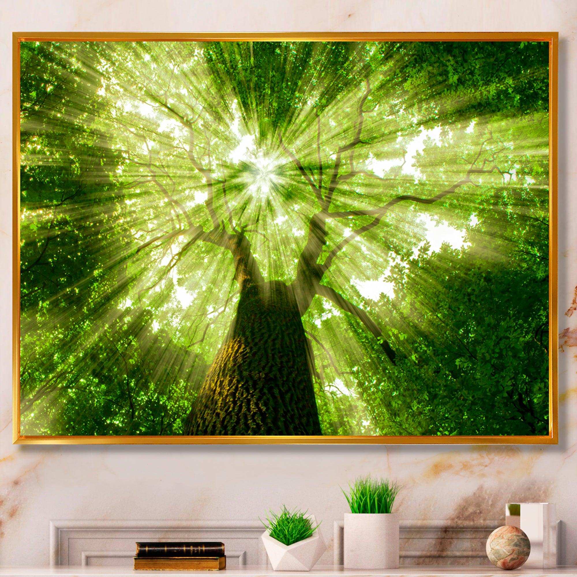 Sunlight Peeking through Green Tree