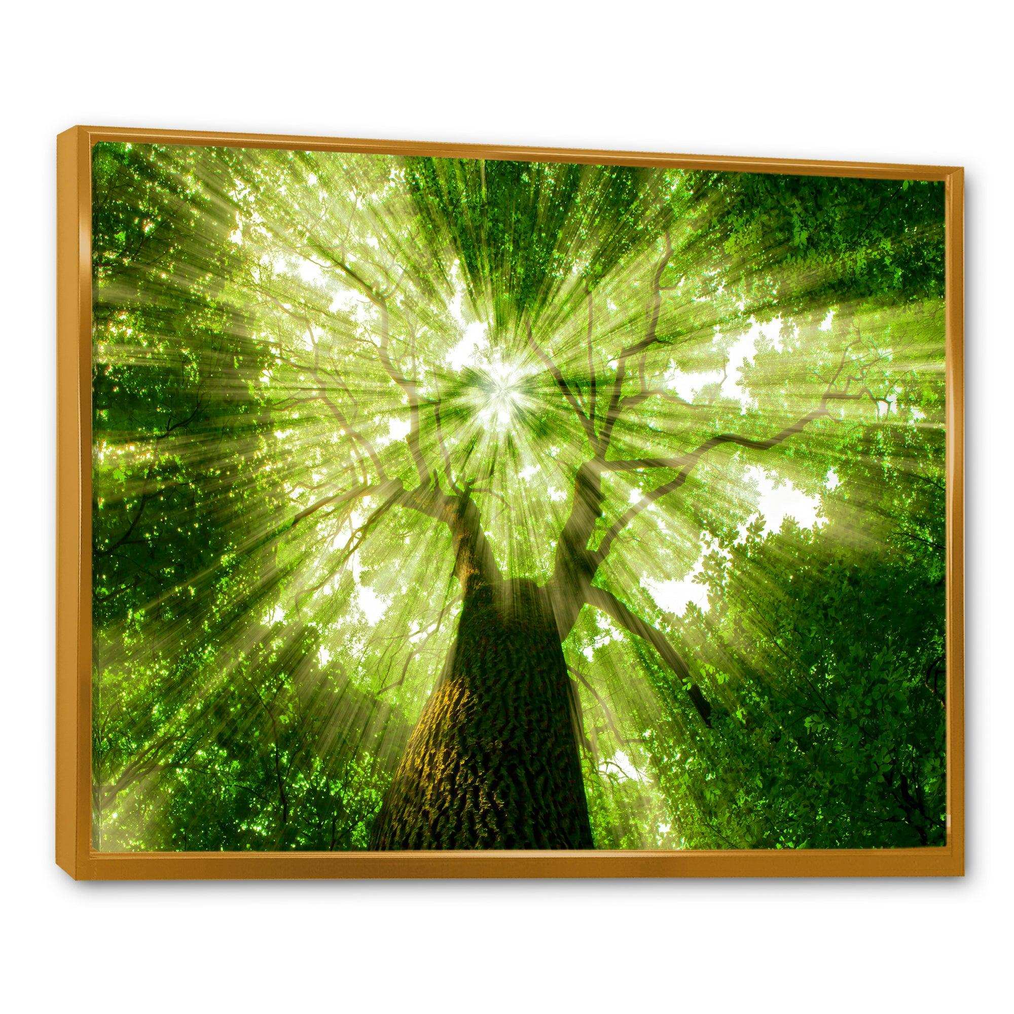 Sunlight Peeking through Green Tree