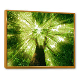 Sunlight Peeking through Green Tree