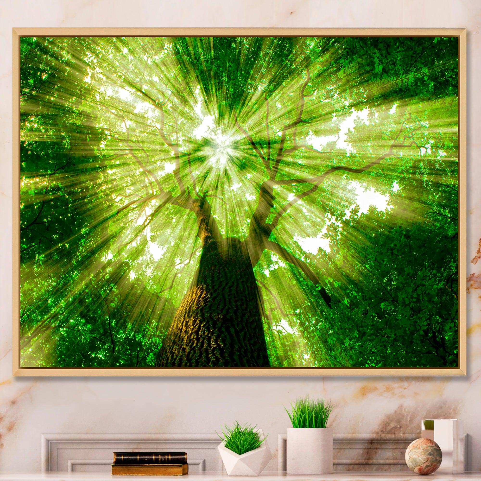 Sunlight Peeking through Green Tree