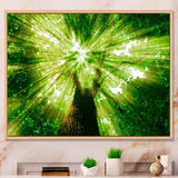 Sunlight Peeking through Green Tree