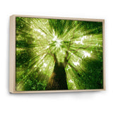 Sunlight Peeking through Green Tree