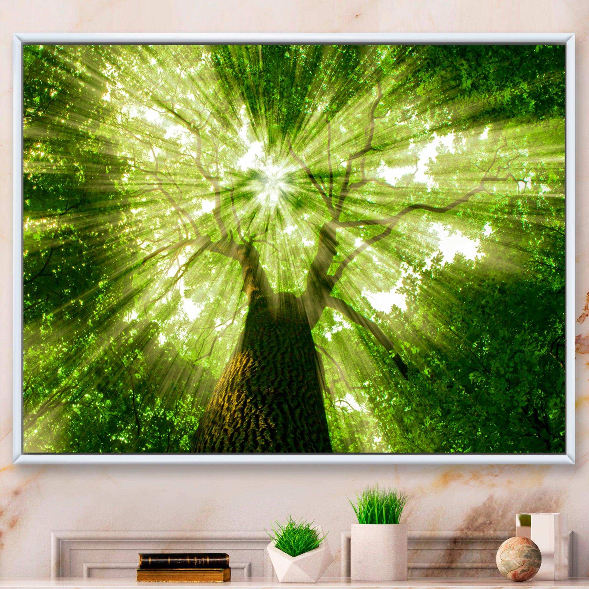 Sunlight Peeking through Green Tree