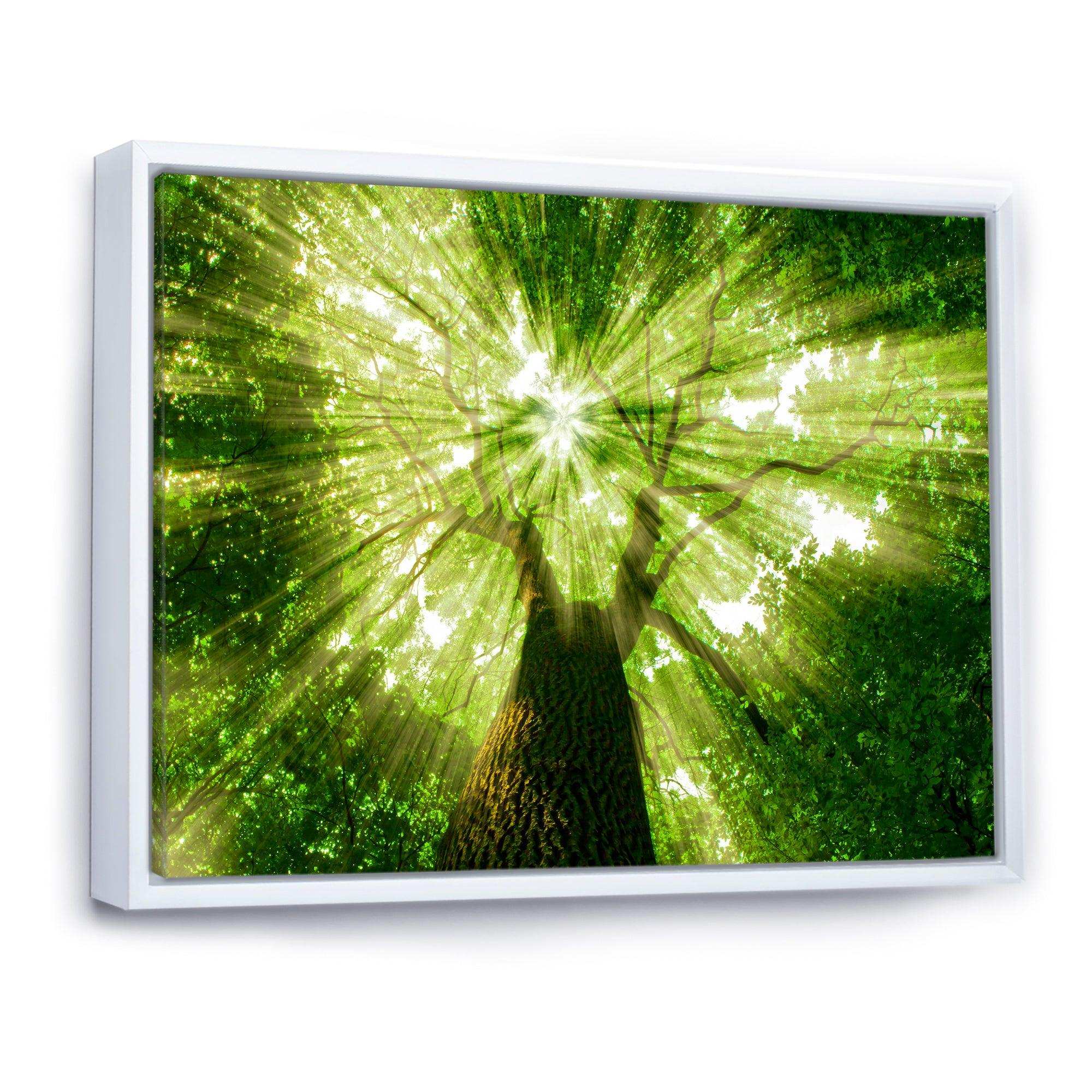 Sunlight Peeking through Green Tree