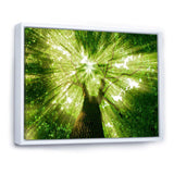 Sunlight Peeking through Green Tree