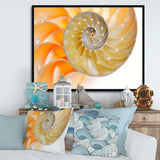 Isolated Nautilus Shell - Nautical & Coastal Bedroom Wall Art