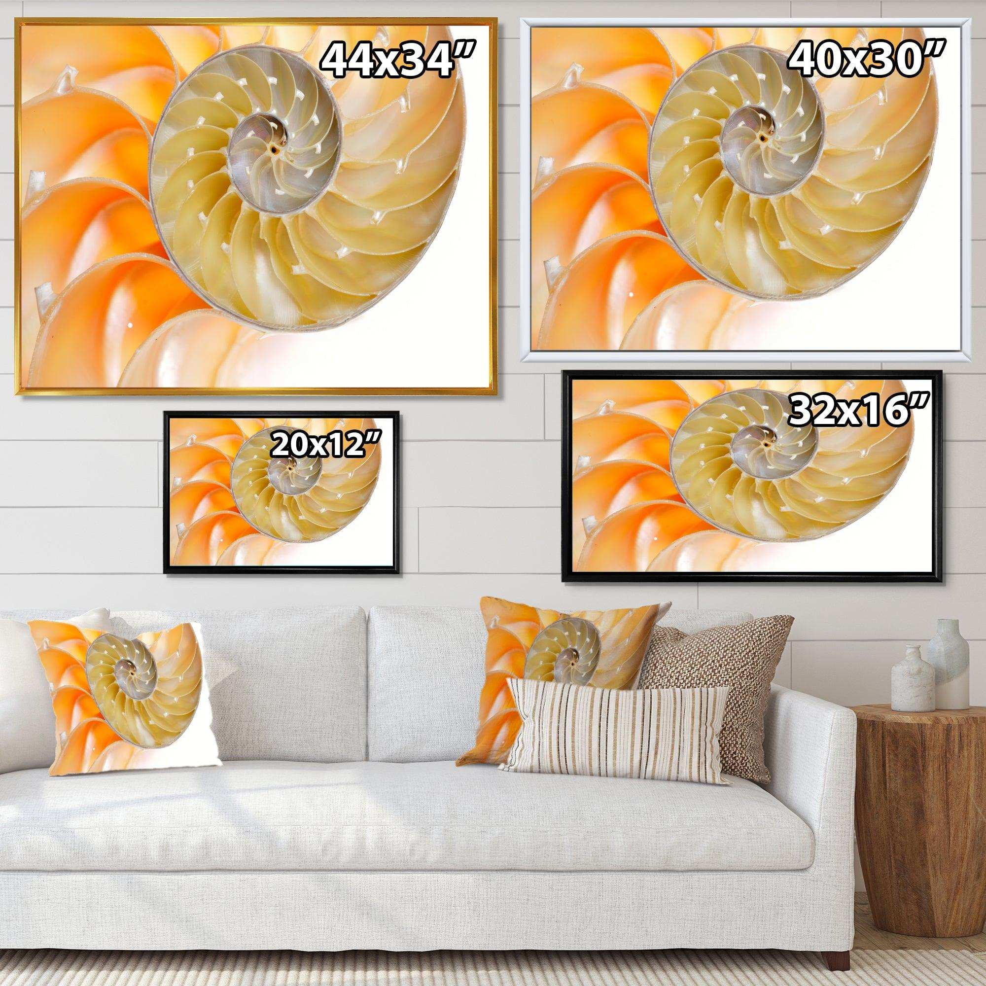 Isolated Nautilus Shell - Nautical & Coastal Bedroom Wall Art