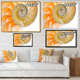 Isolated Nautilus Shell - Nautical & Coastal Bedroom Wall Art