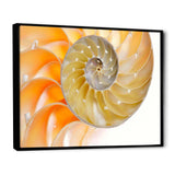 Isolated Nautilus Shell - Nautical & Coastal Bedroom Wall Art