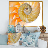 Isolated Nautilus Shell - Nautical & Coastal Bedroom Wall Art