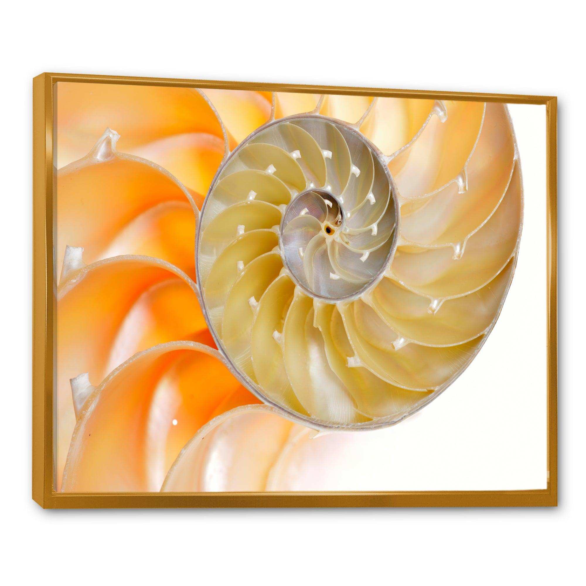 Isolated Nautilus Shell - Nautical & Coastal Bedroom Wall Art