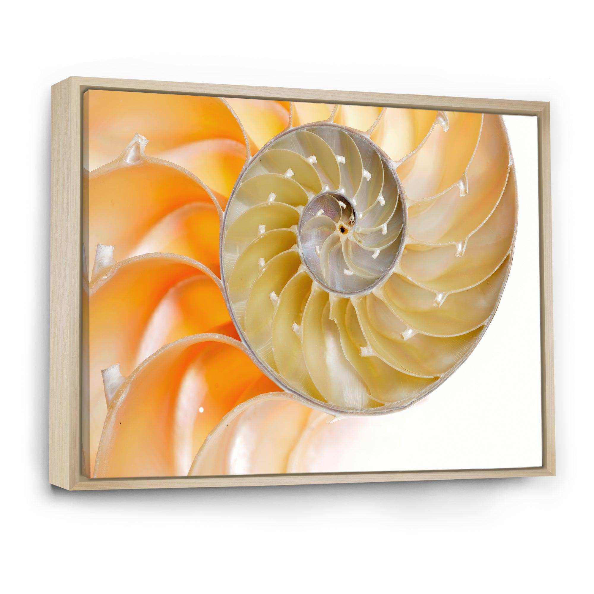 Isolated Nautilus Shell - Nautical & Coastal Bedroom Wall Art