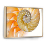Isolated Nautilus Shell - Nautical & Coastal Bedroom Wall Art