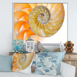 Isolated Nautilus Shell - Nautical & Coastal Bedroom Wall Art