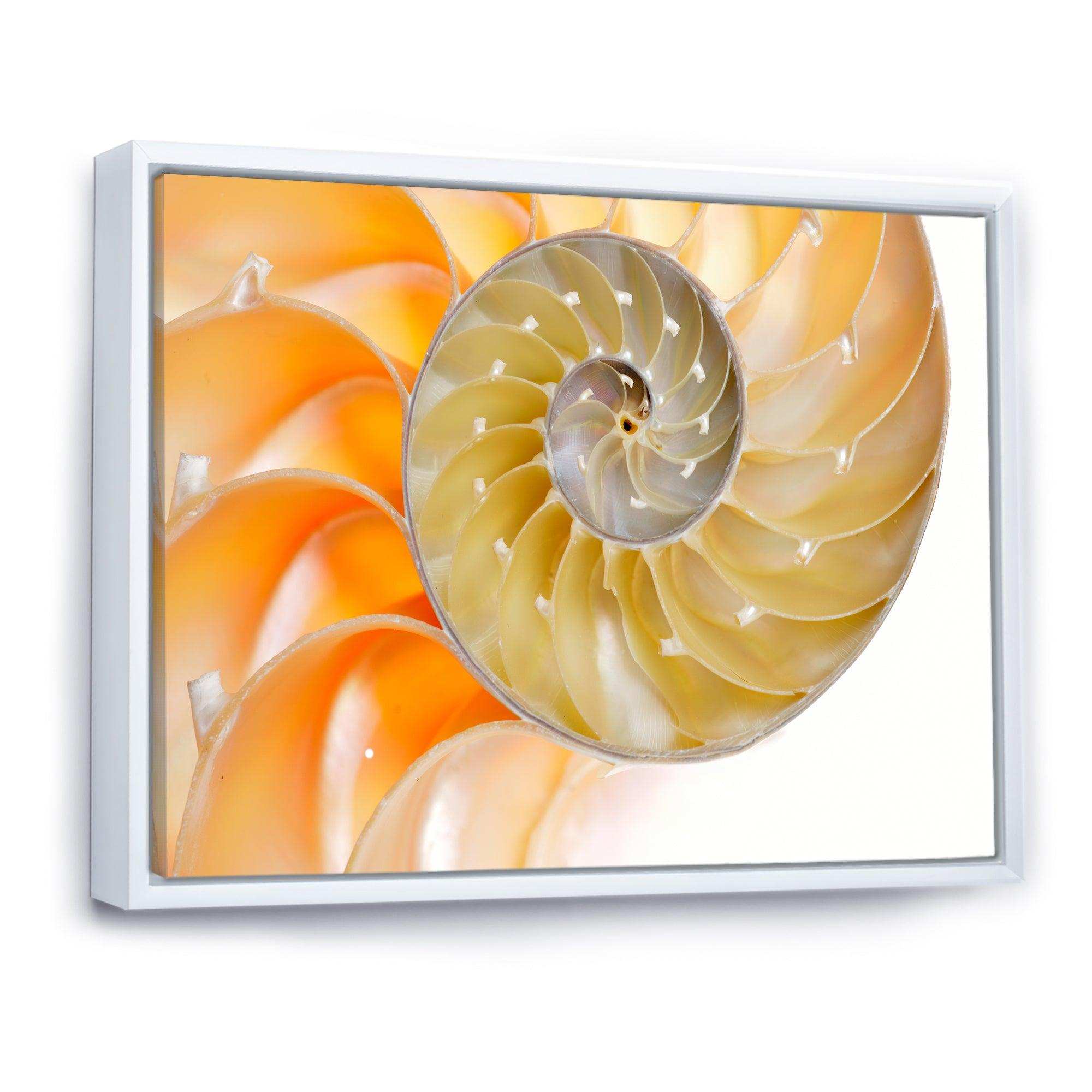 Isolated Nautilus Shell - Nautical & Coastal Bedroom Wall Art
