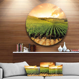 Sunset Vineyard Panorama - Landscape Circle Metal Wall Decor