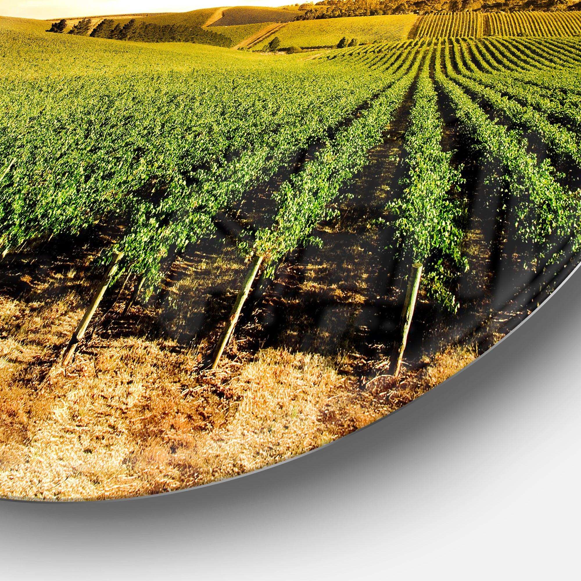 Sunset Vineyard Panorama - Landscape Circle Metal Wall Decor