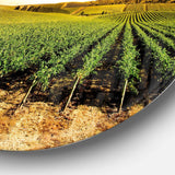 Sunset Vineyard Panorama - Landscape Circle Metal Wall Decor