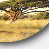 Acacia Tree on African Plain Oversized African Landscape Metal Circle Wall Art