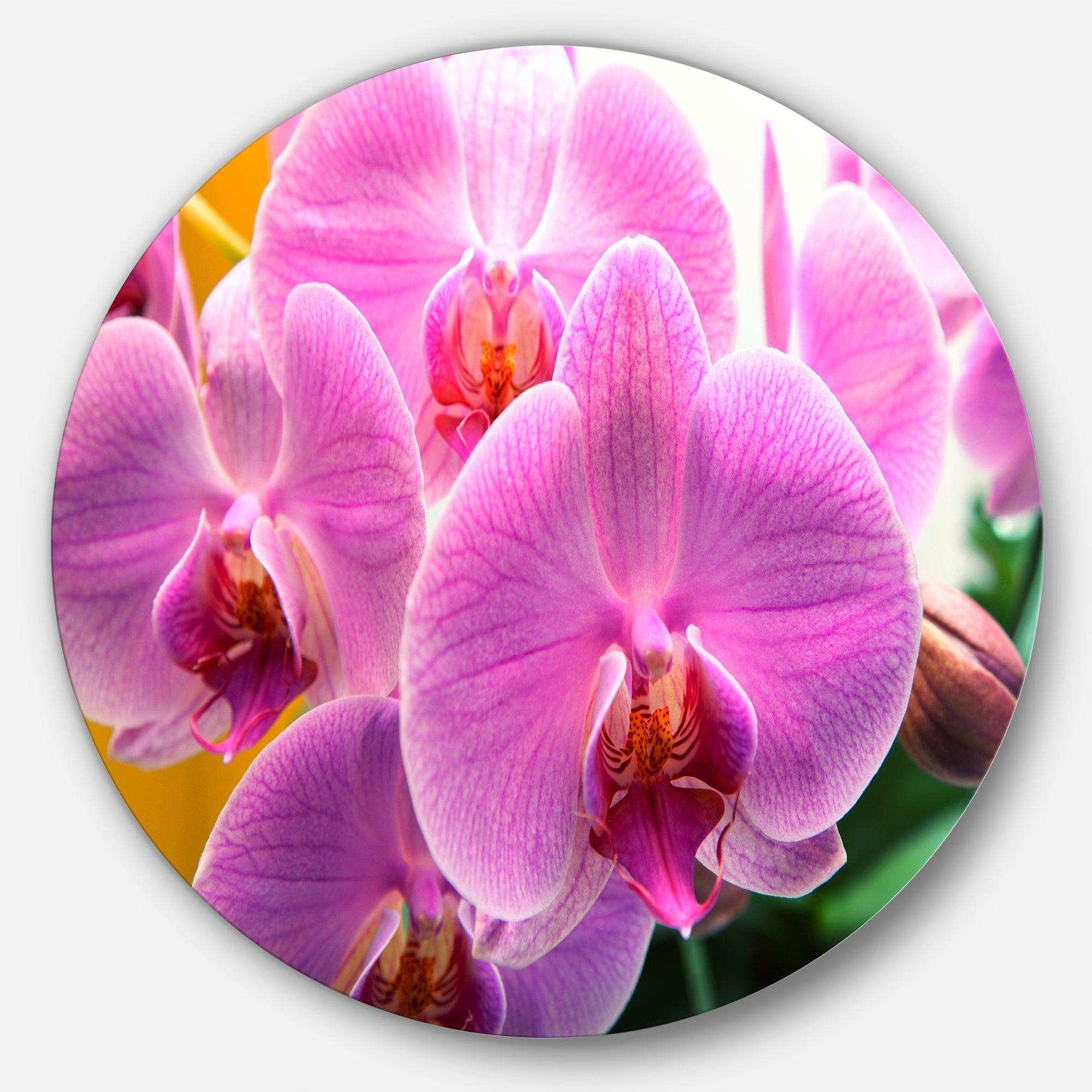 Beautiful Purple Orchid Flowers - Floral Round Metal Wall Art