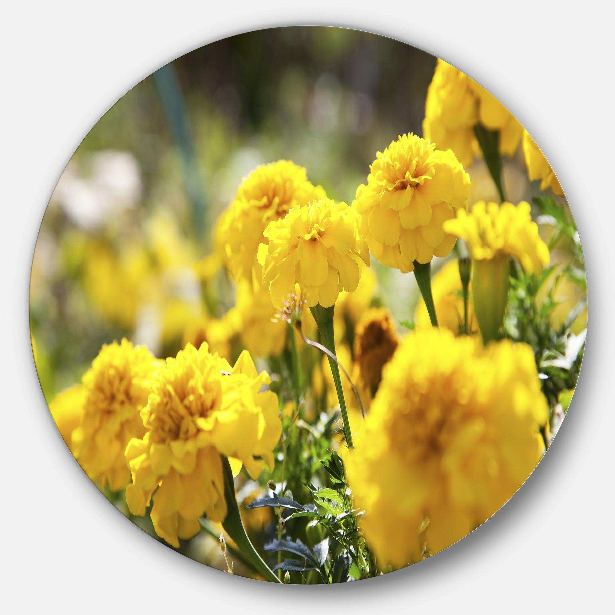 Bright Yellow Marigold Flowers - Floral Metal Circle Wall Art
