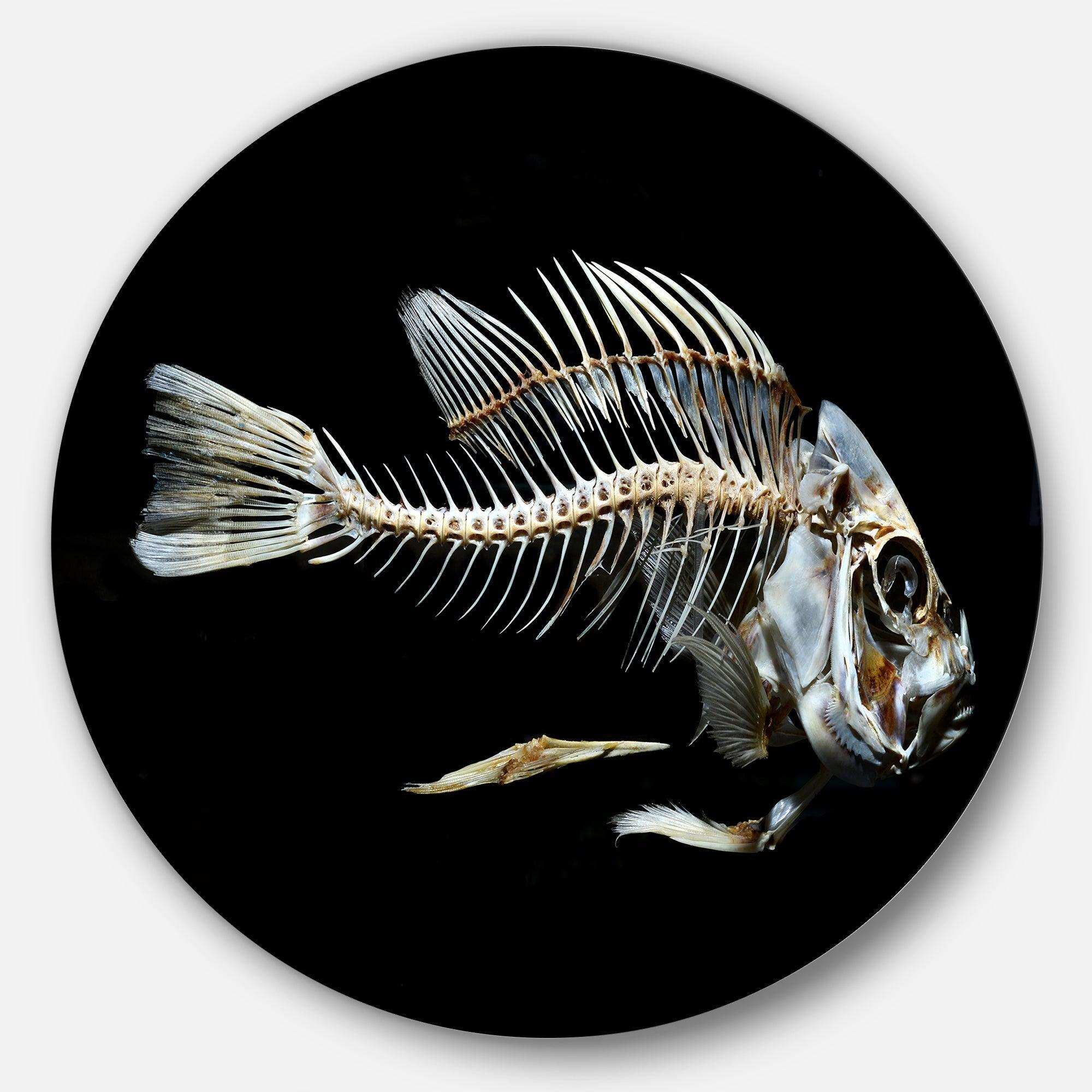 Fish Skeleton Bone on Black - Animal Round Metal Wall Art