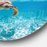 Large Hawksbill Sea Turtle - Animal Large Metal Circle Wall Art
