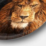 Face of Male Lion on Black - Animal Circle Metal Wall Decor