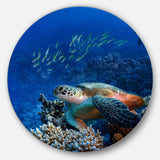 Large Sea Turtle underwater - Animal Circle Metal Wall Decor