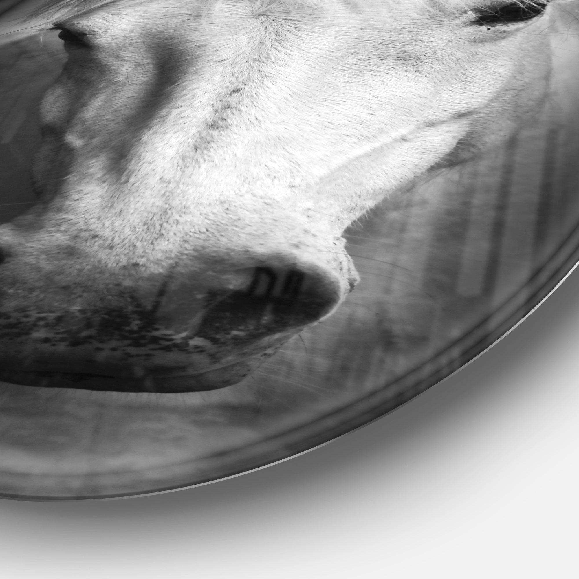 White Horse Black and White - Animal Metal Circle Wall Art