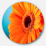 Orange Daisy Gerbera Flower Close up - Floral Metal Circle Wall Art