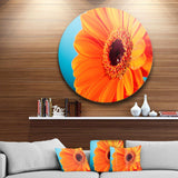 Orange Daisy Gerbera Flower Close up - Floral Metal Circle Wall Art