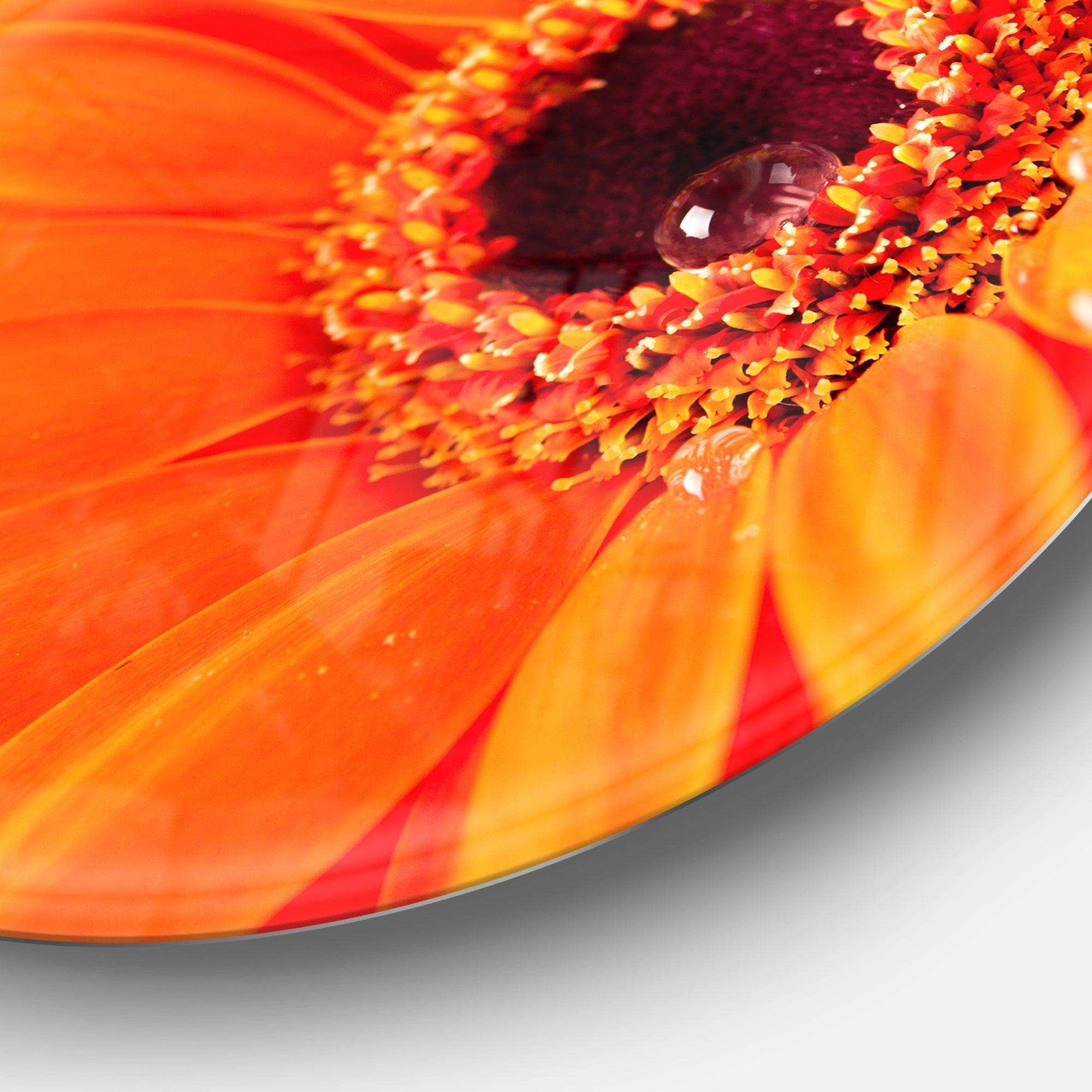 Orange Daisy Gerbera Flower Close up - Floral Metal Circle Wall Art