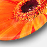 Orange Daisy Gerbera Flower Close up - Floral Metal Circle Wall Art