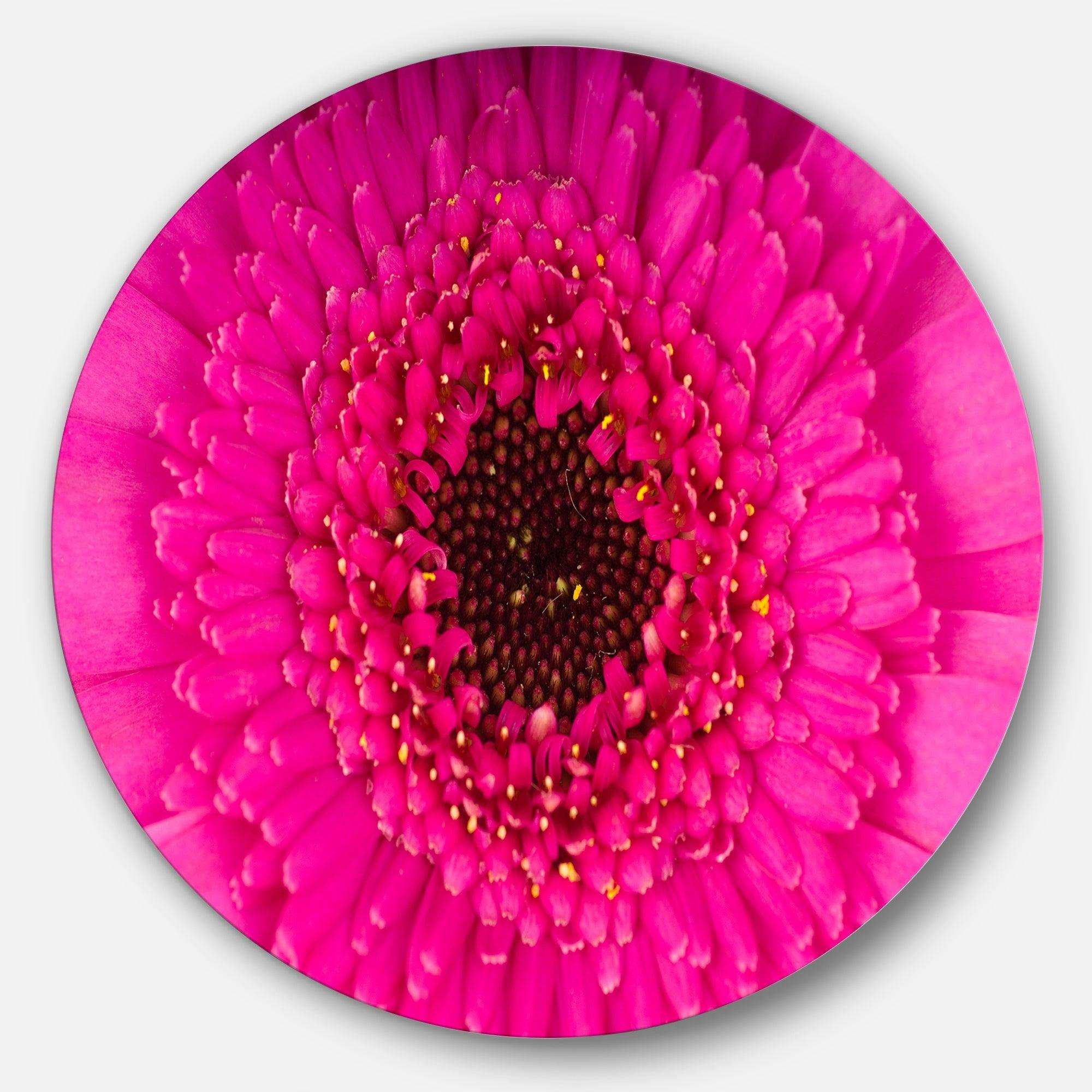 Macro Photo of Gerbera Flower - Floral Round Metal Wall Art