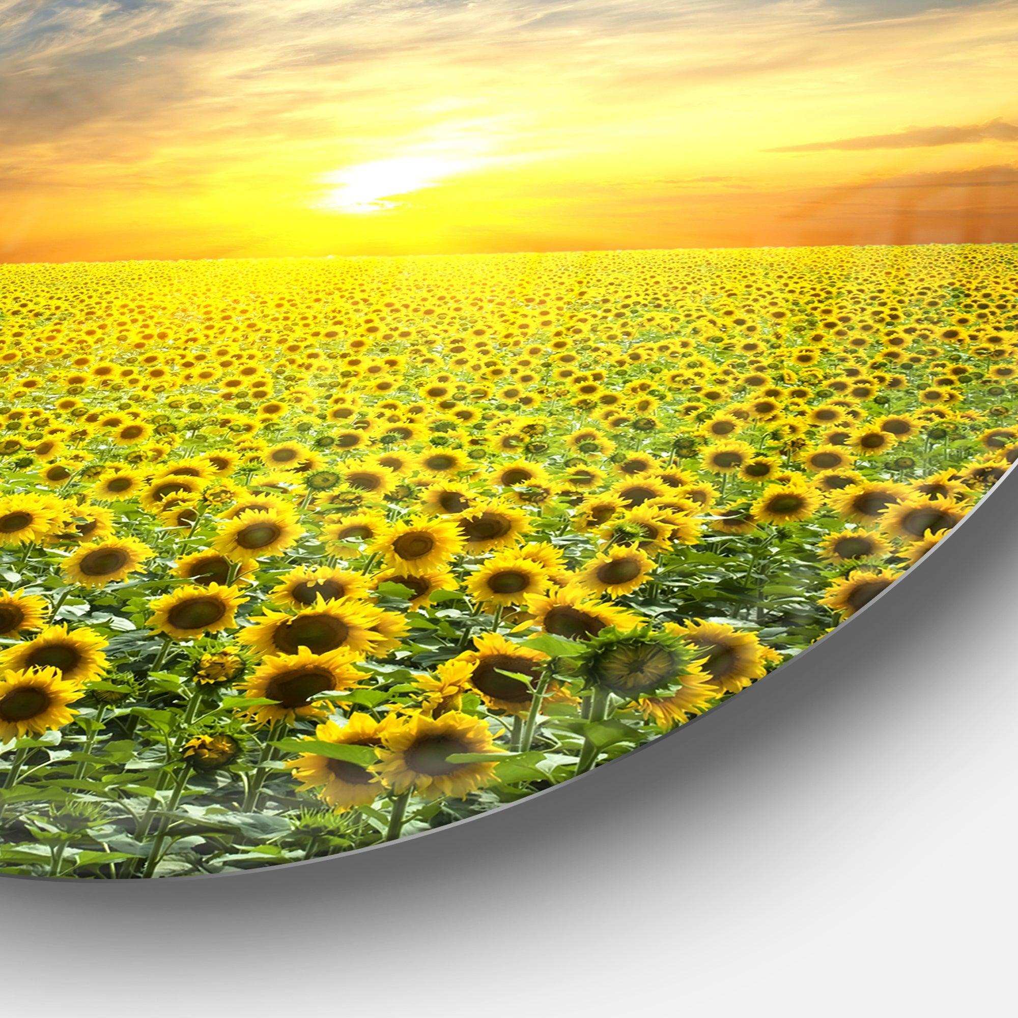 Beauty Sunset over Sunflowers Field - Floral Circle Metal Wall Decor