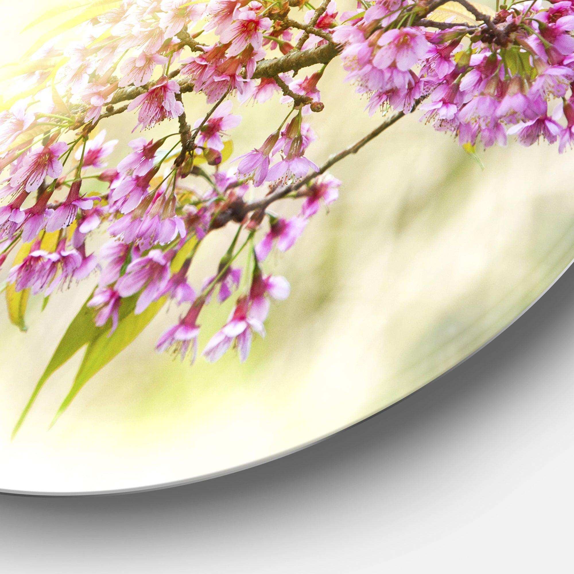 Blooming Cherry Flowers - Floral Photography Round Metal Wall Art