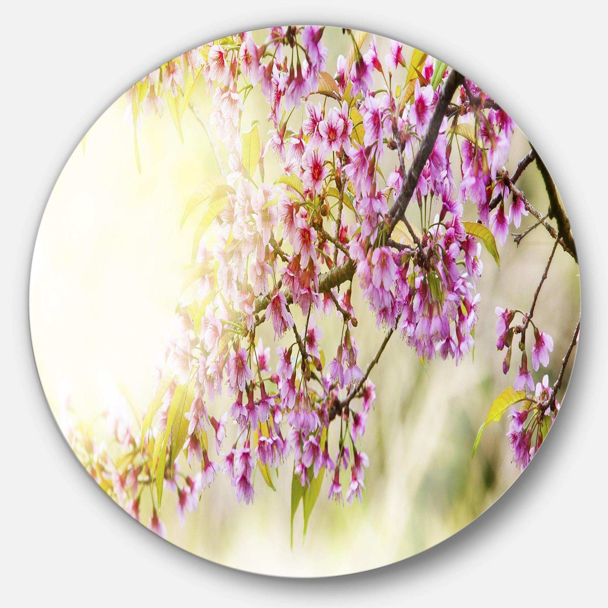 Blooming Cherry Flowers - Floral Photography Round Metal Wall Art